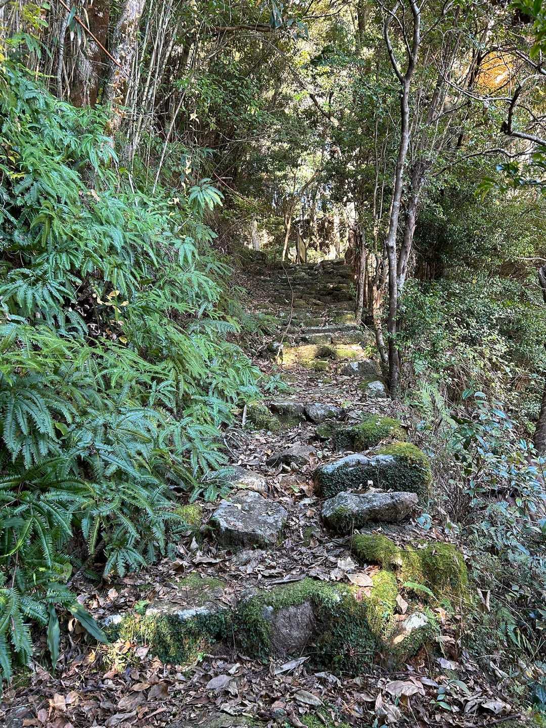 すぐに登山道らしくなります。