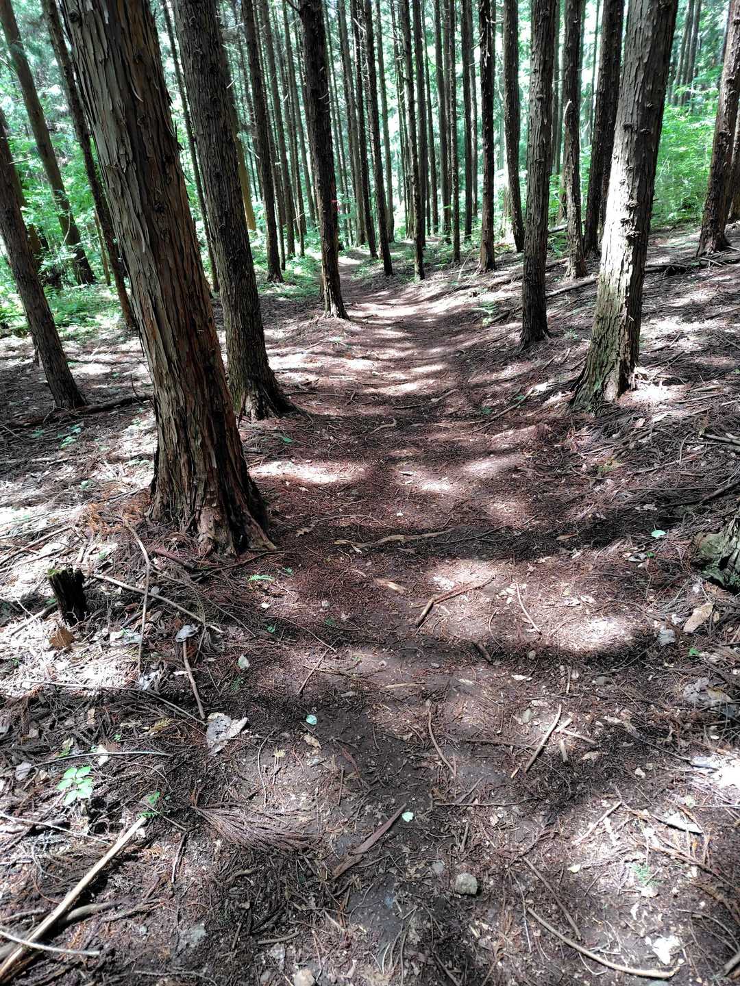檜山 往復コースの写真