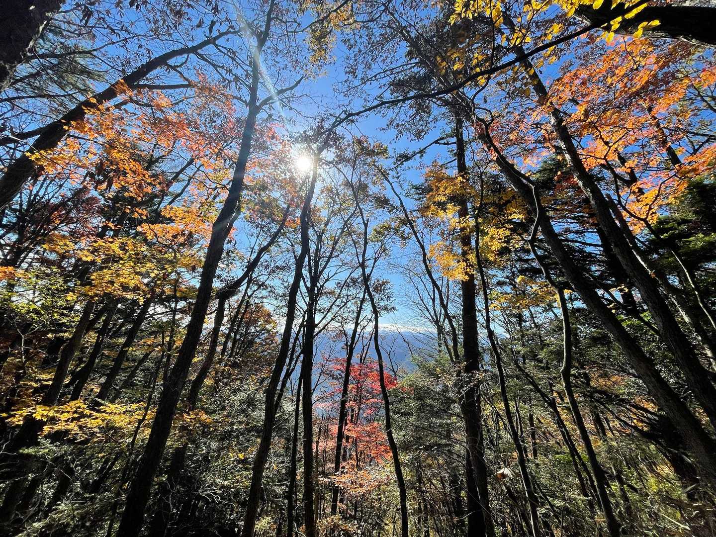 大滝-大岳山 往復コースの写真