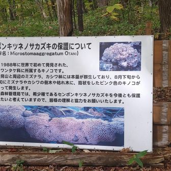 見つけられなかったけどどっかにあったのかなぁ。