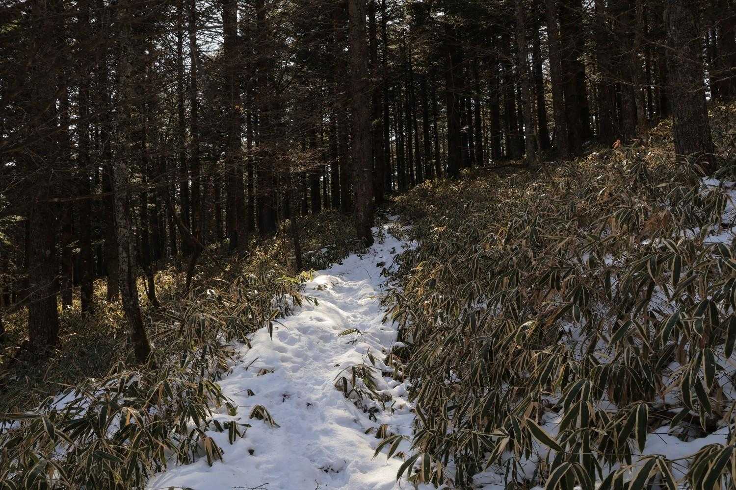 それでも美し森