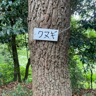 ク　ヌ　ギ