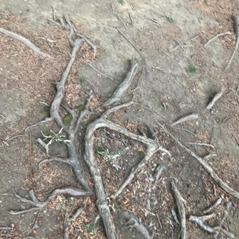 根っこトラップ