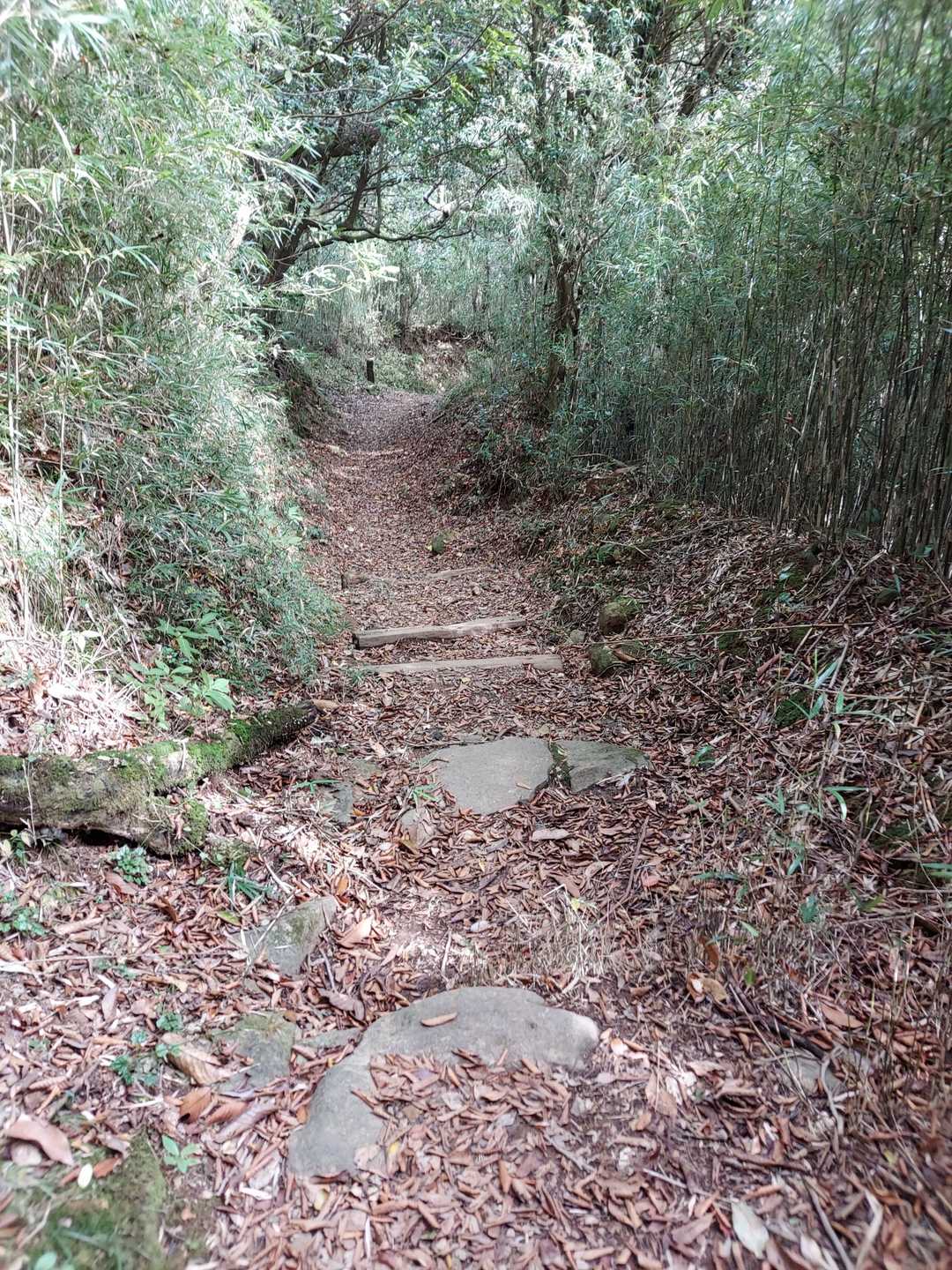 東光寺すぎたら急に山道っぽくなった