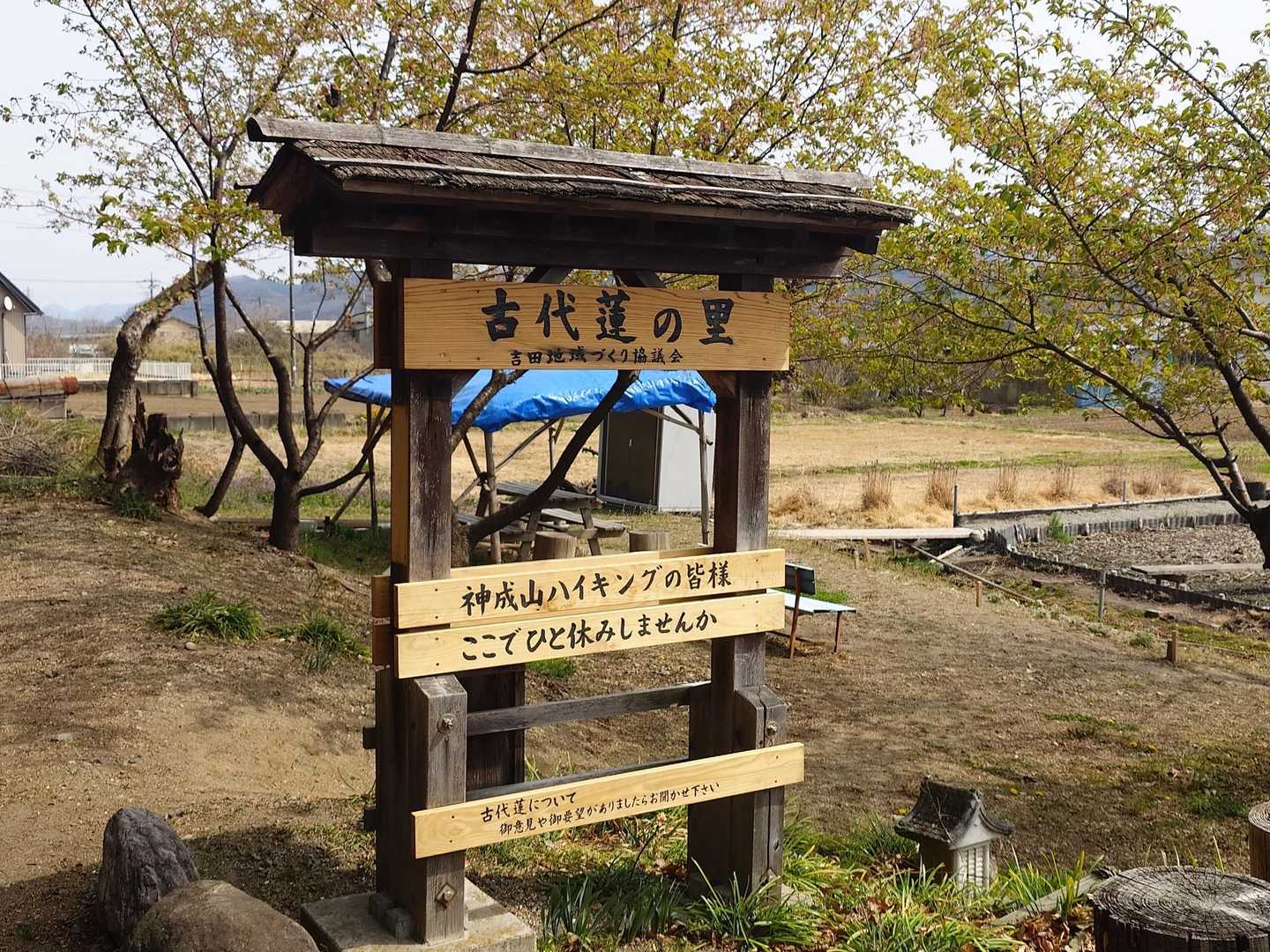 古代蓮の里