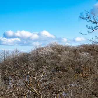 奥の平の北斜面は霧氷が残ってました。