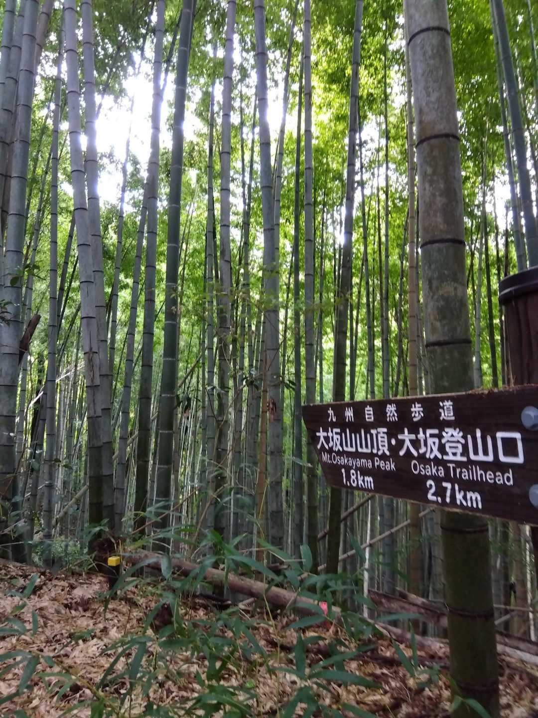 竹林🎍