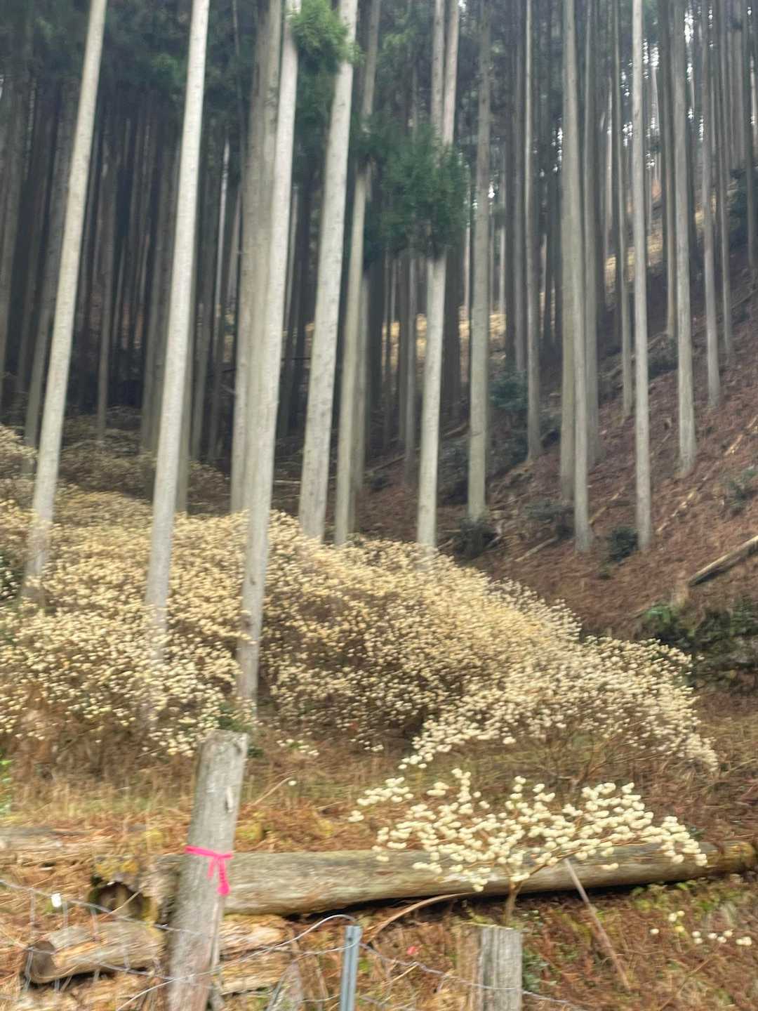 ミツマタ群生❣️