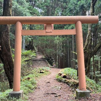 ここから急登りになる。