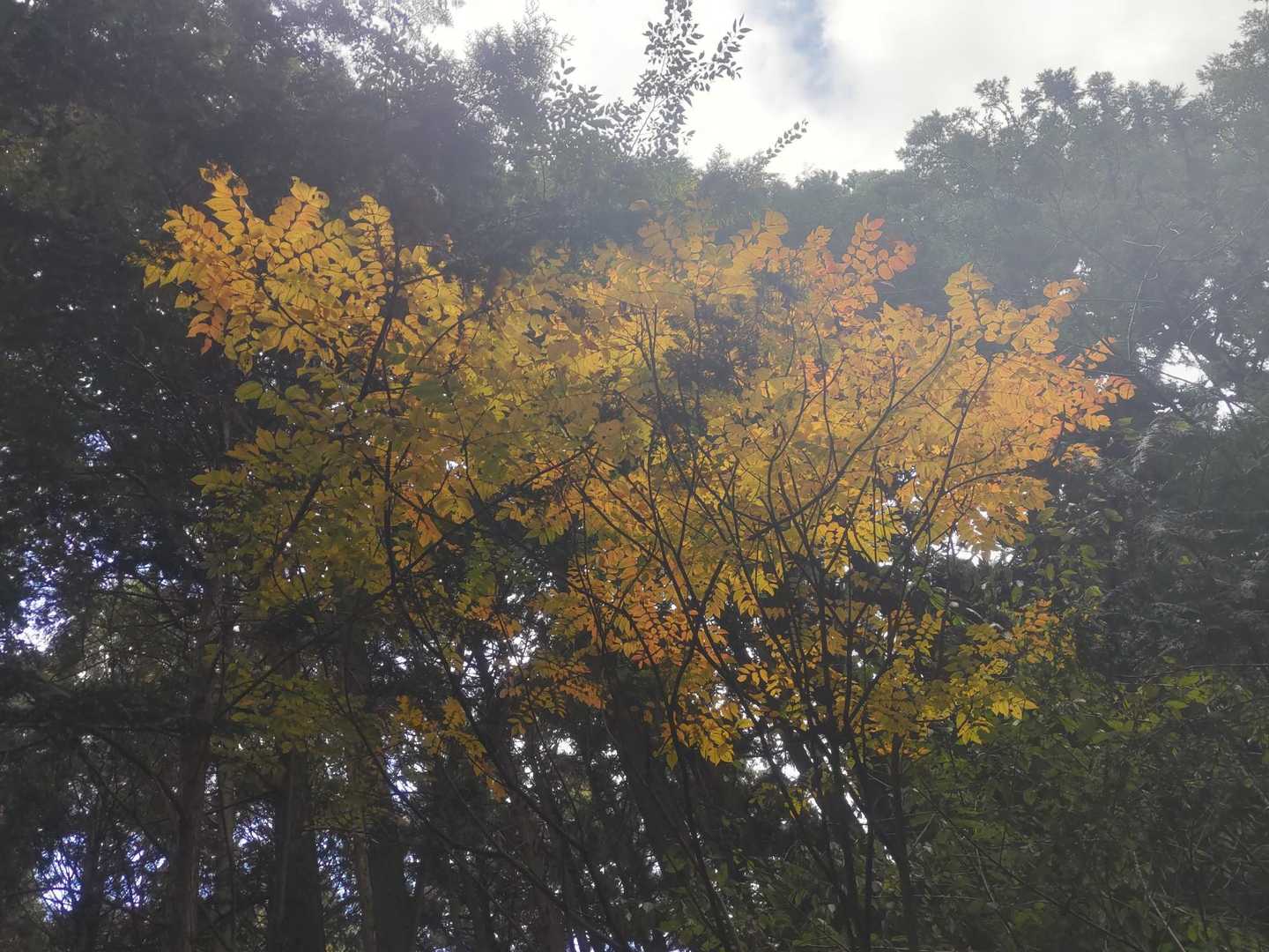 紅葉🍁
