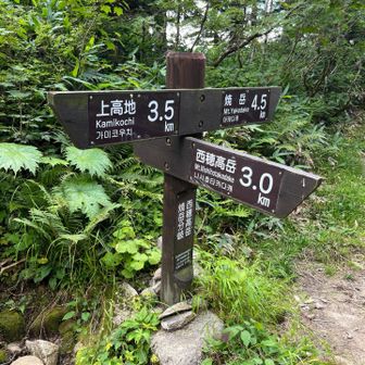 上高地に向けて下山