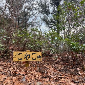 こねこもピークとって‥