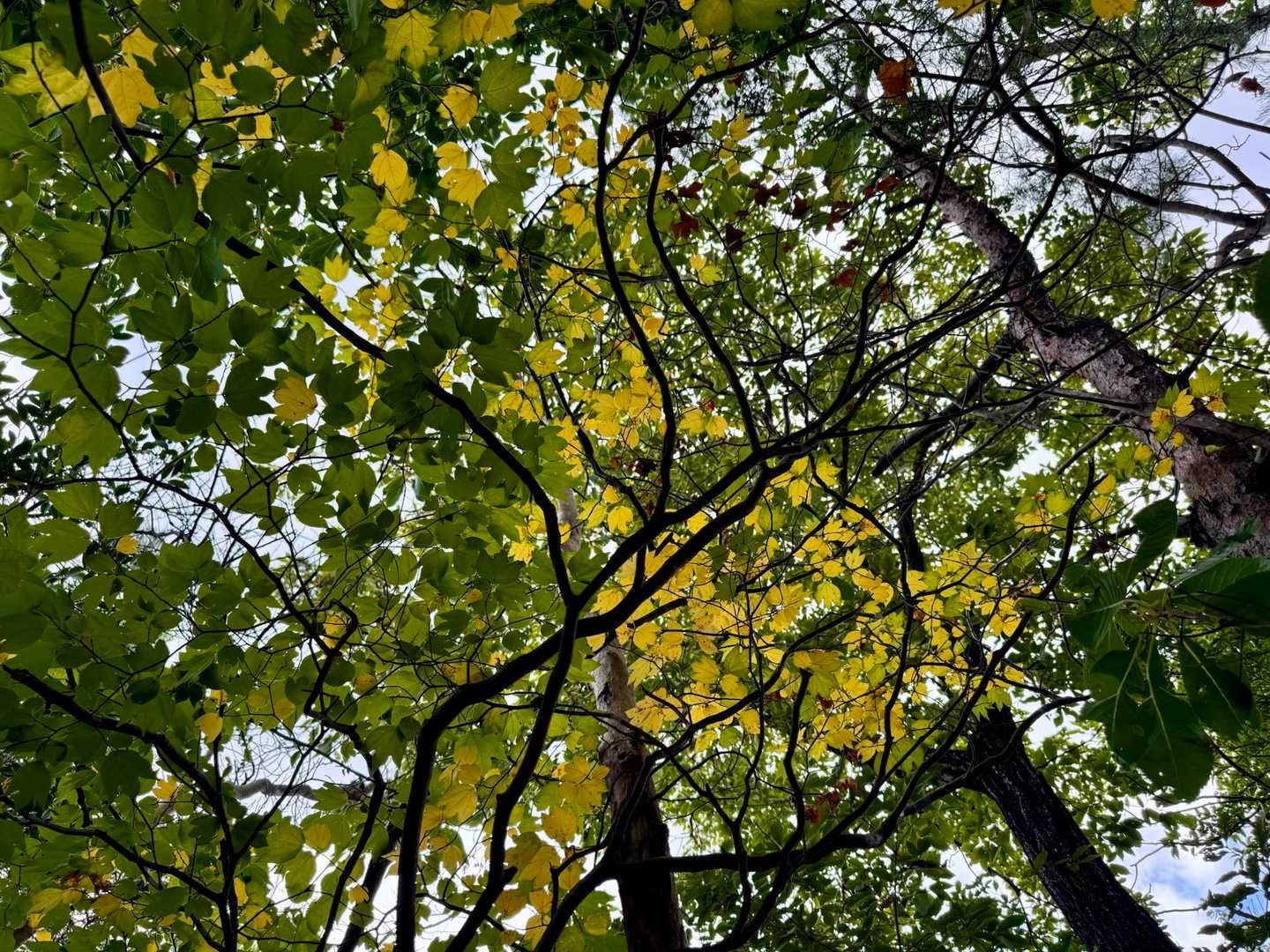 紅葉はじまりました💛9月だしね〜