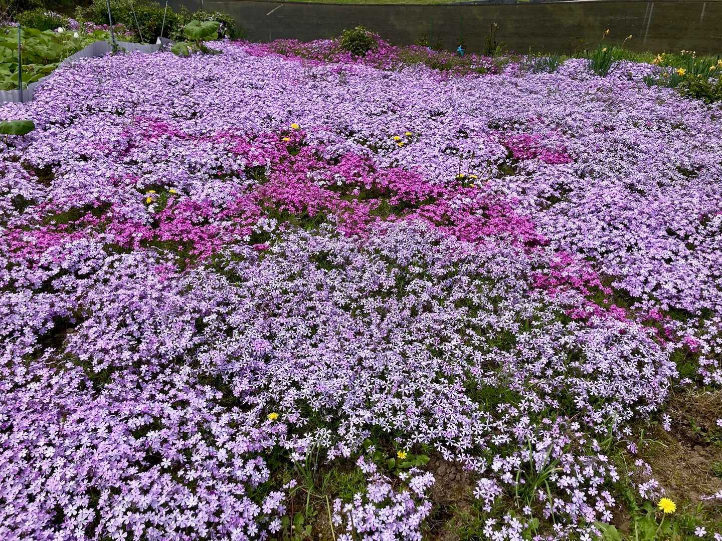 津波丸山西側登山口-津浪丸山-津波丸山東側登山口 周回コースの写真