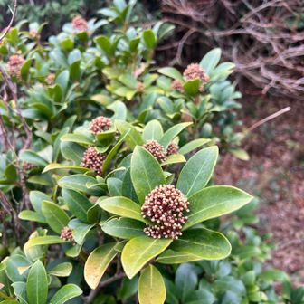 スキミアの花　花言葉は「寛大」、「清純」🧐