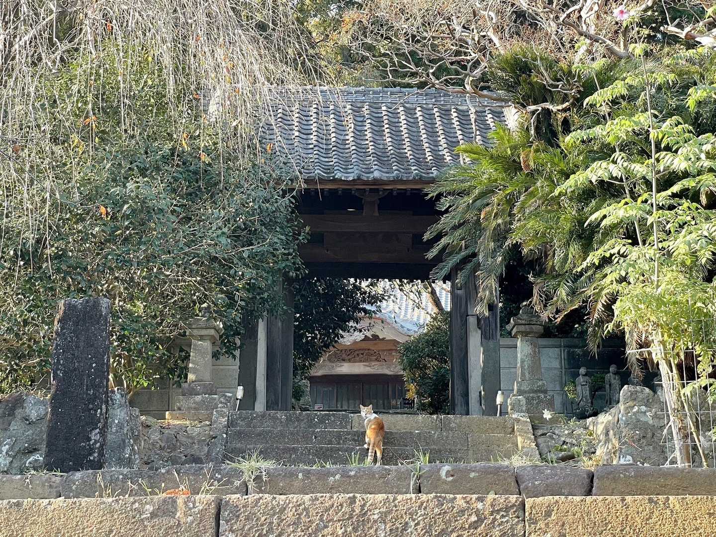 宇佐美駅-大丸山-巣雲山 周回コースの写真