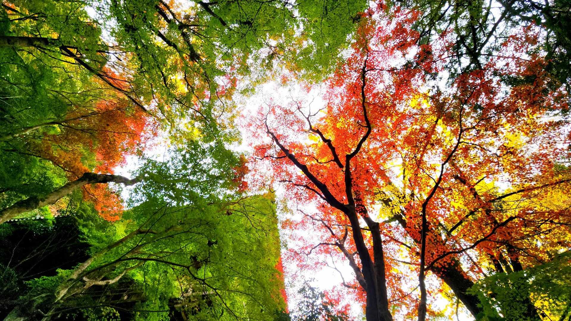 摩尼殿下からグラデーション🍁