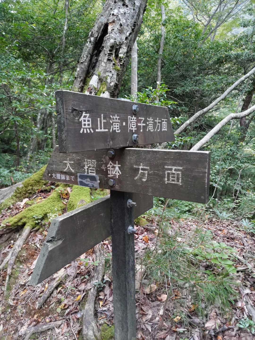 武奈ヶ岳-細川越 周回コースの写真