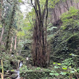 千本桂（樹齢1000年超えらしい）