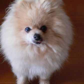 しったかぶりこ