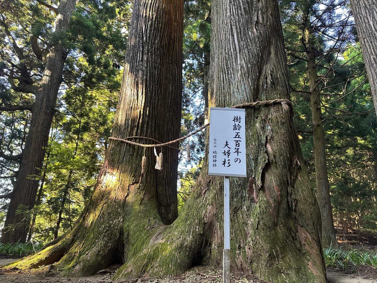 穂積神社からの登山口にある大きな夫婦杉