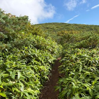 三本槍岳への途中は笹藪の狭い登山道