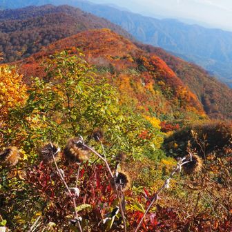枯れたオヤマボクチとバックの紅葉が一体化🍁🍁