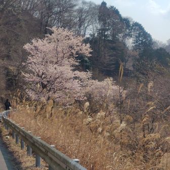 山道終わり！桜も綺麗です🌸