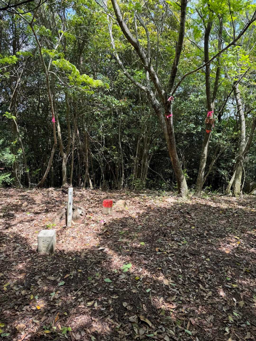 広場の様子です。眺望はありません。ここは、すぐに降りることとしました。

ところで、右奥に、山頂表札のかかった木があります。その左にもピンクテープが2本巻かれた木がありますが、ピンクテープ上の方に緑色の番線が見えます。前の活動日記の写真では、昔の山頂表札は緑の番線で留められていたので、やはり落ちていたのでしょうか。そういう目で見ると、地面に、何やら長細い板があるようにも見えました。