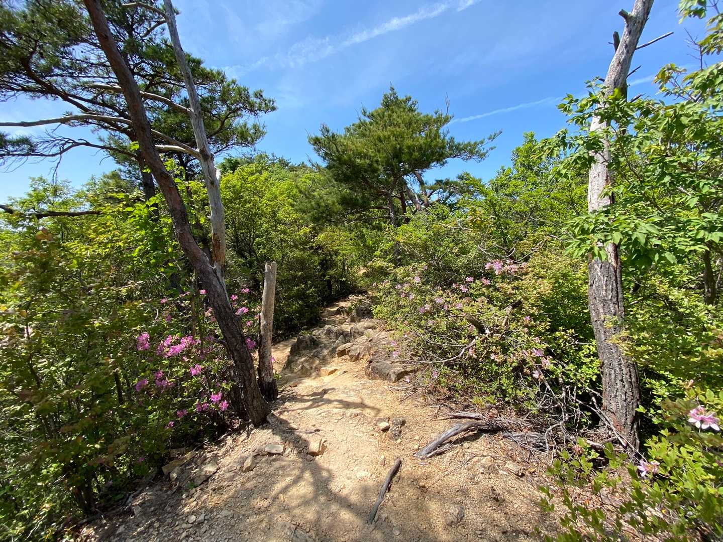 新神戸駅-滝山城跡登山口-摩耶山青谷道登山口 縦走コースの写真