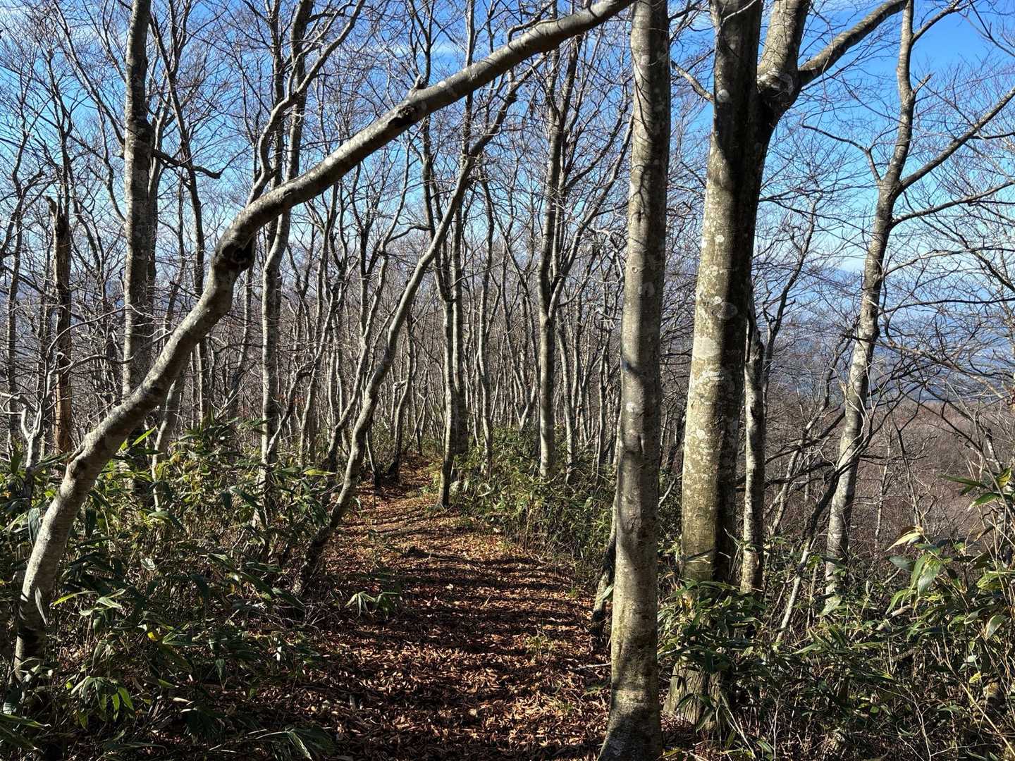 この辺は全て落葉🍂してますね。