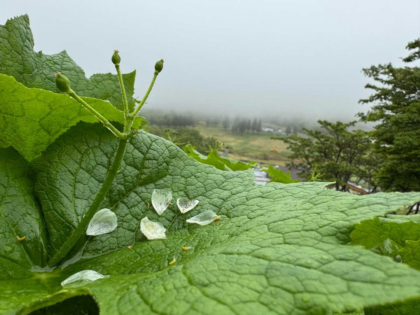 葉っぱは想像していたより大きかった！


そして雨で散っている子も
