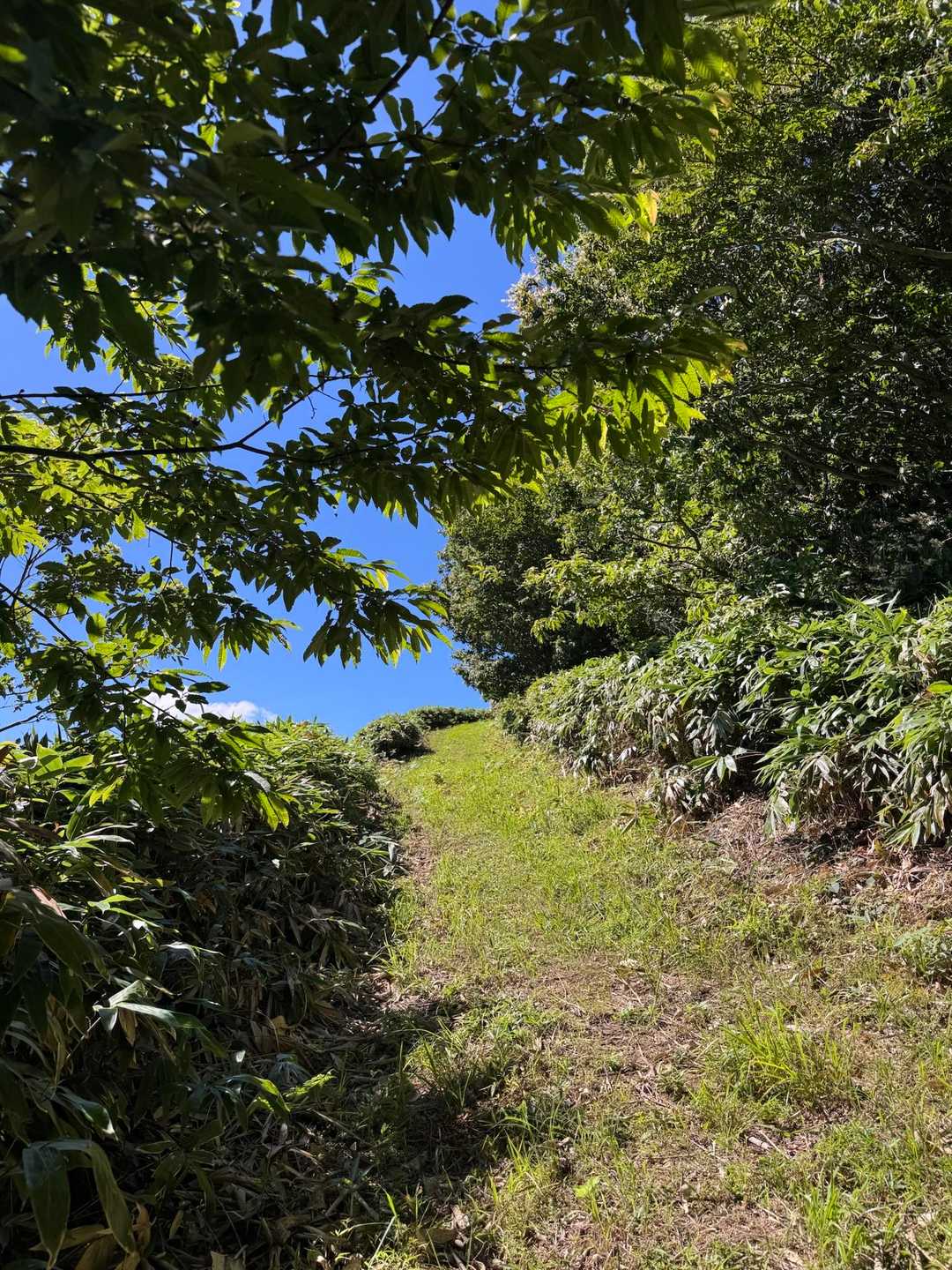 木が🌳ない影ない❌
あーつーいー🥵