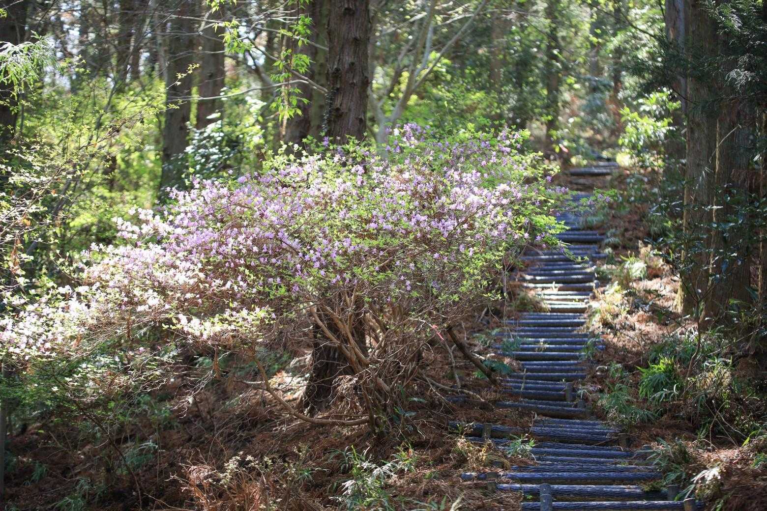 登山道に花がある嬉しい季節となりました🐝

さっそくメマトイ虫とかいるけどね‥