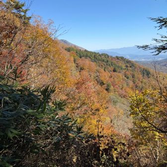 メチャ紅葉📷