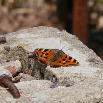 ミドリヒョウモンかな
春だね〜🎵