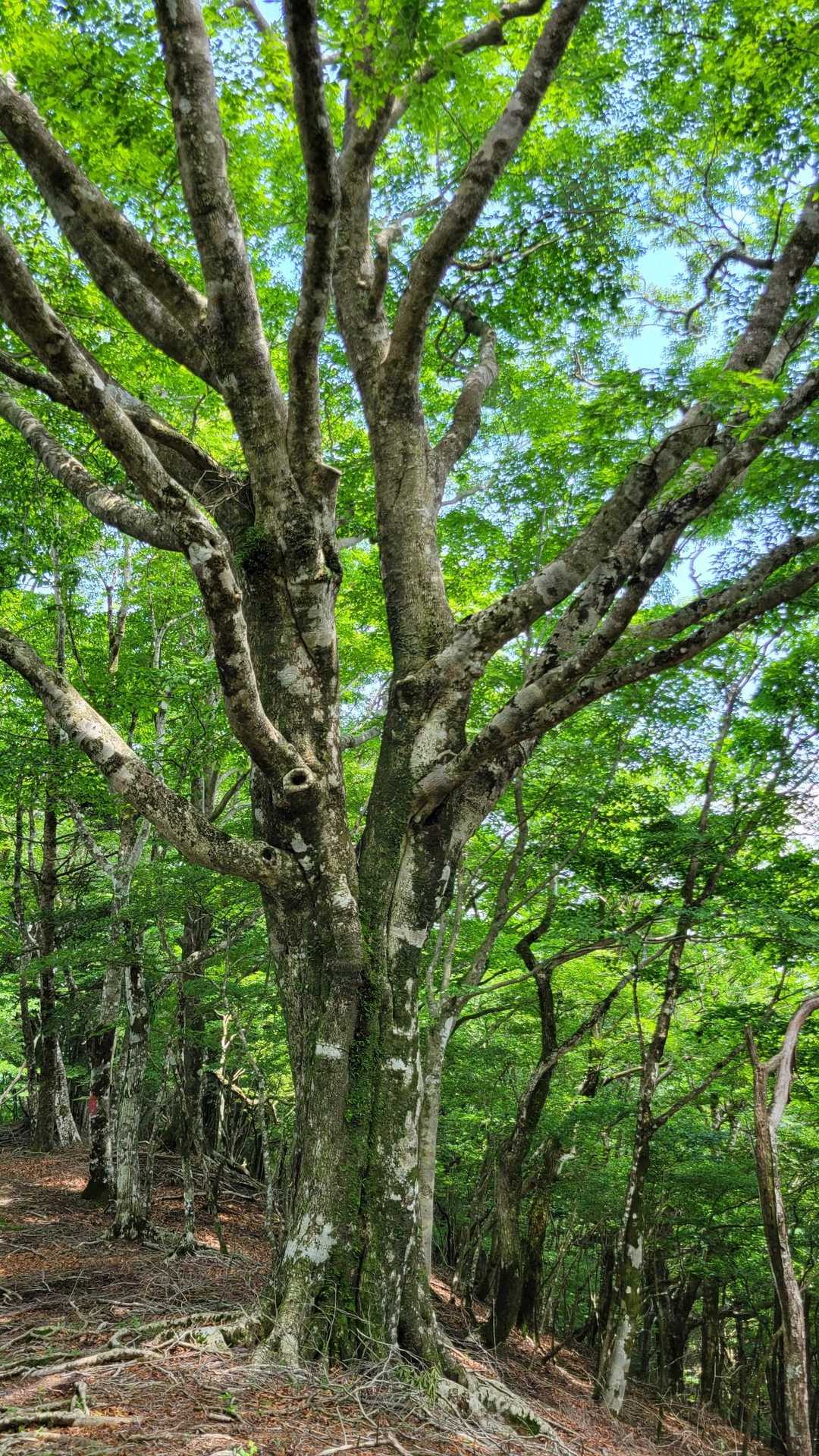 富士箱根トレイル2025「春」の写真