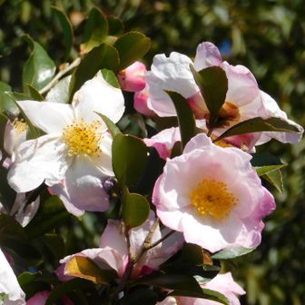 一本だけ花🌸を咲かせた木があった
『サザンカ』らしい

さざんかと言えば冬の花
大川栄策は『さざんかの宿』🤣