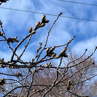 桜は固い蕾、桜広場