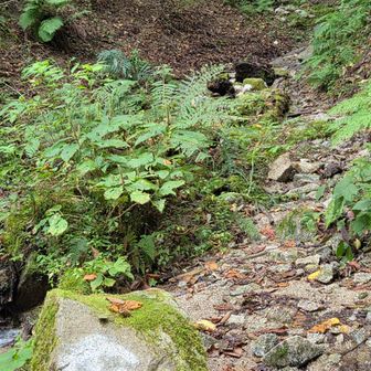 前回間違えた分岐　現本流は右の矢印