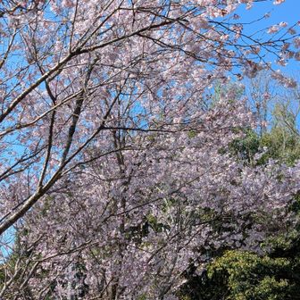 駐車場に咲いていた桜。