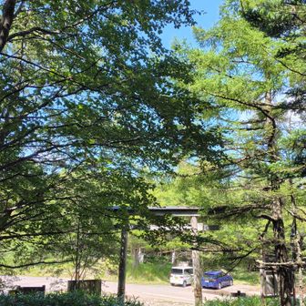 七合目🅿️の少し先にある七合目登山口に立つ蓼科神社の大きな鳥居（一の鳥居）が見えて来た💡
