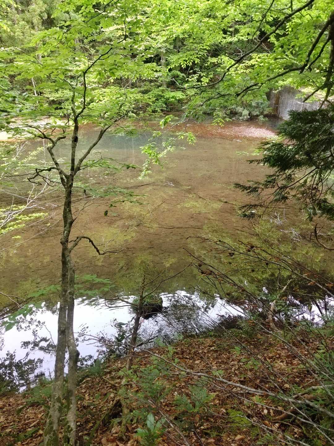 キャンプ場の横にある堰堤です。この渓流には魚がおります。食べられるのかな？