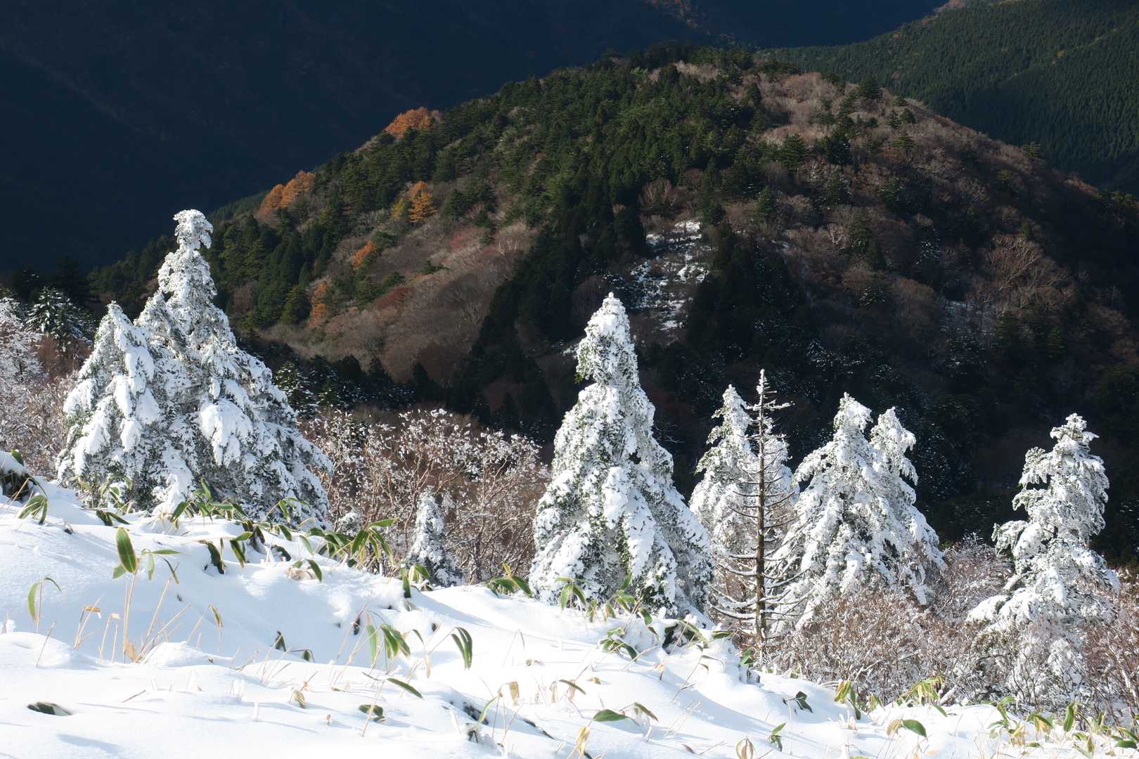 笹ヶ峰 往復コースの写真
