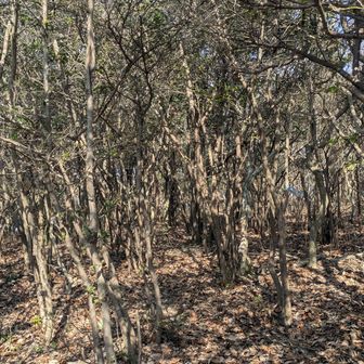 背の低い落葉樹の密林は歩きにくい