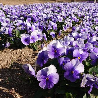 大泉緑地の花壇
