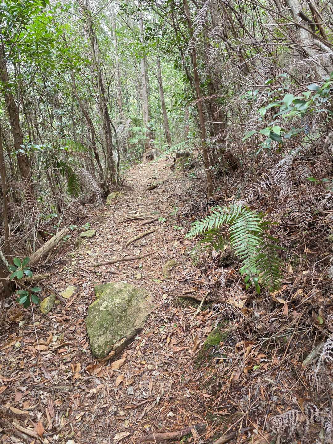 中道の登り口の最初はこんなに確りした登山道だが、途中から不明瞭になる。