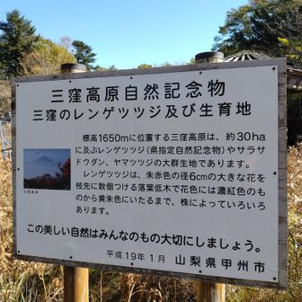 レンゲツツジの生育地となります。