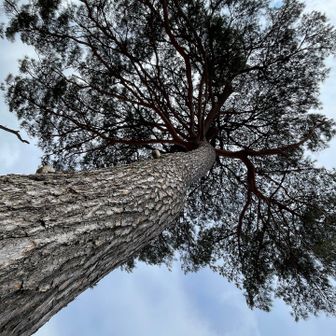 おっきな松の木