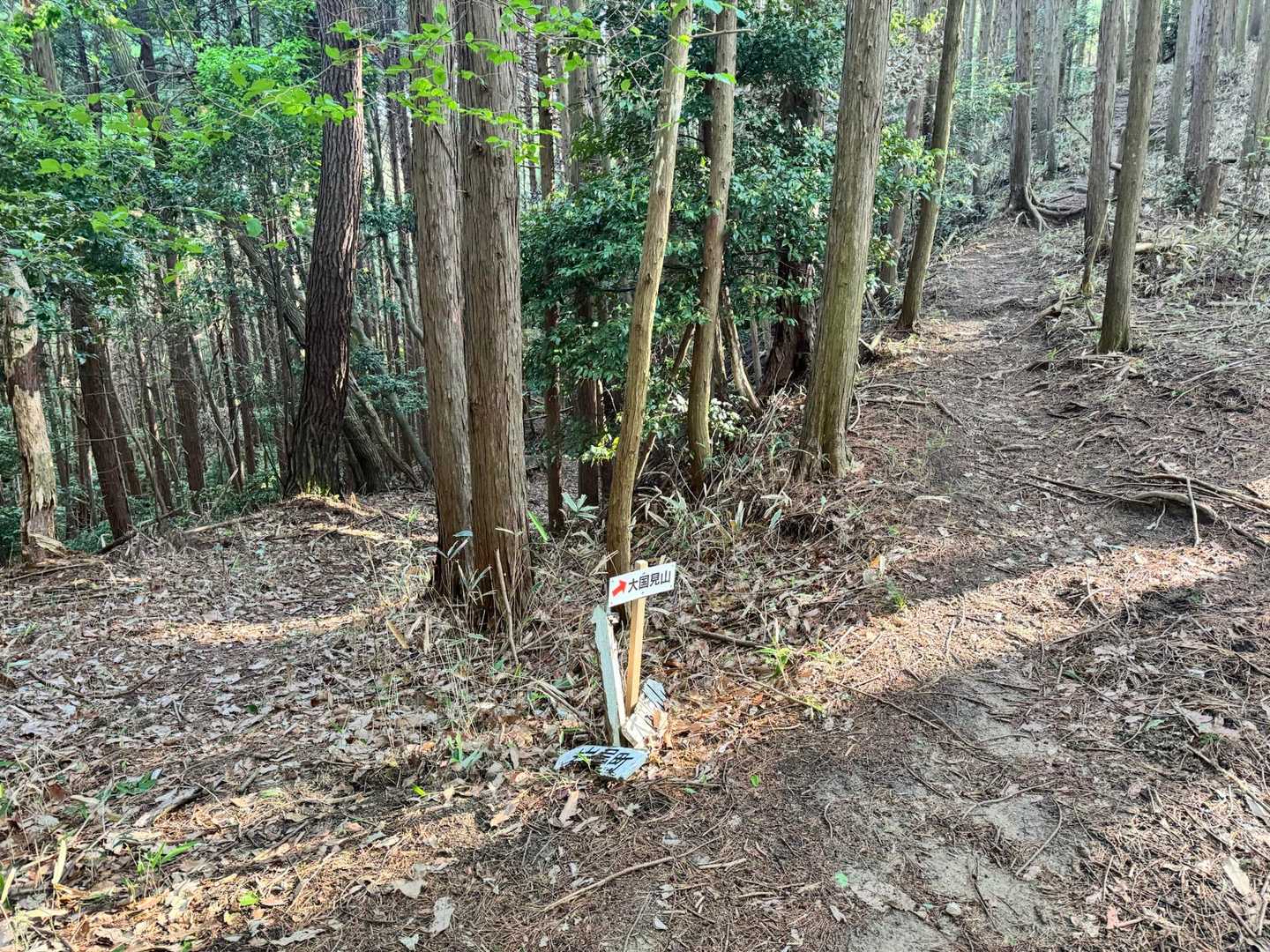 ここも分岐っぽい😊
右の登山道を進みます🚶